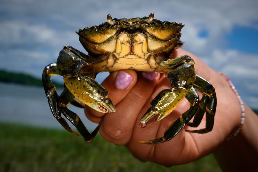 A student holds a green crab caught on the Harraseeket River, Friday, June 19, 2026, in Freeport, Maine. (AP Photo/Robert F. Bukaty)