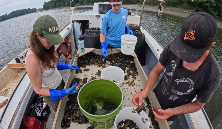 Interns Grace Welles, left, and Jackson Martine, center, sort green crabs with Mike Masi while working the York River, Thursday, June 11, 2026, in York, Maine. (AP Photo/Robert F. Bukaty)