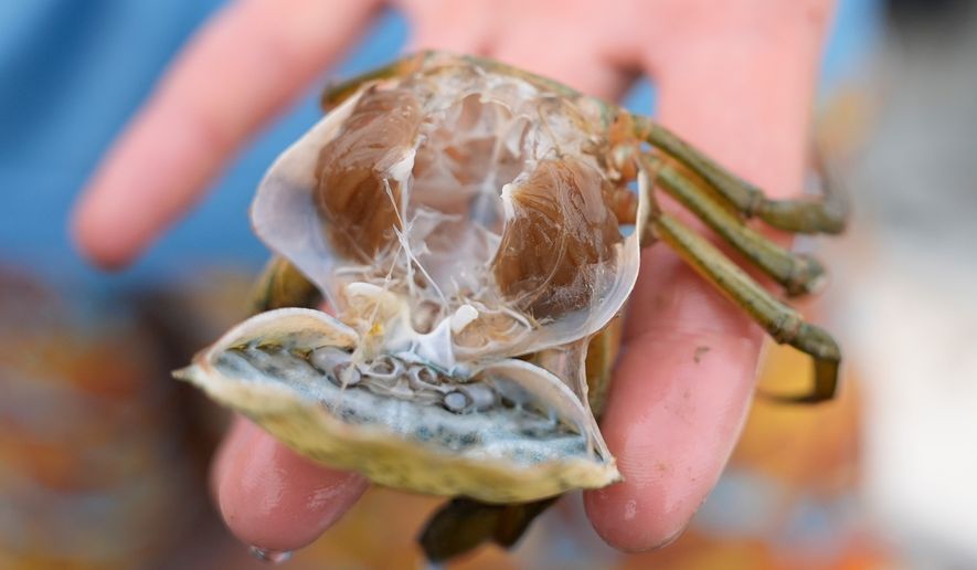 The soft shell of a molting green crab is detached, revealing the crab's meat, Thursday, June 11, 2026, in York, Maine. (AP Photo/Robert F. Bukaty)