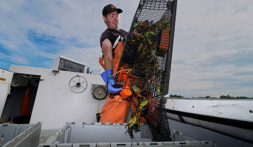 Harvester Mike Masi dumps a trap full of green crabs into a crate while working on the York River, Thursday, June 11, 2026, in York, Maine. (AP Photo/Robert F. Bukaty)