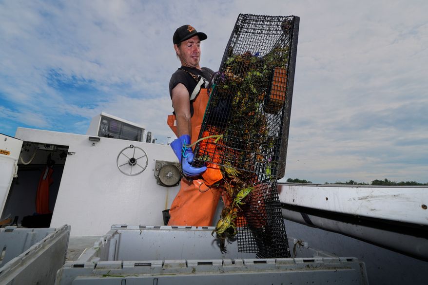 Harvester Mike Masi dumps a trap full of green crabs into a crate while working on the York River, Thursday, June 11, 2026, in York, Maine. (AP Photo/Robert F. Bukaty)