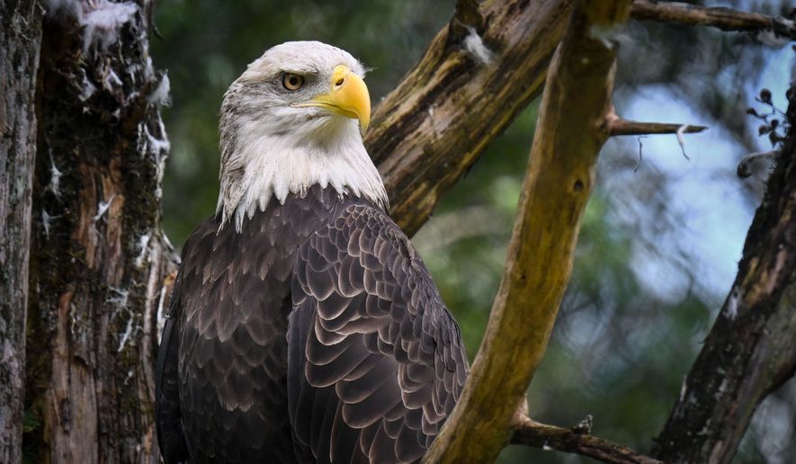 A bald eagle perched on a tree branch in a forest. File photo credit: Wirestock Creators via Shutterstock.