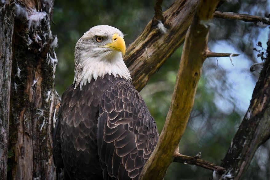 A bald eagle perched on a tree branch in a forest. File photo credit: Wirestock Creators via Shutterstock.