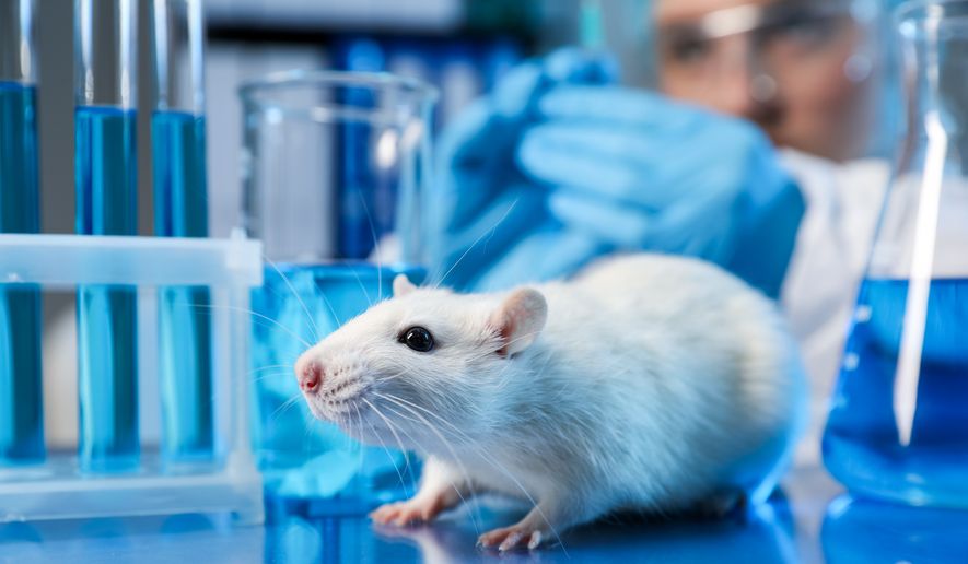 A scientist working with a rat at a table in a laboratory. File photo credit: New Africa via Shutterstock.