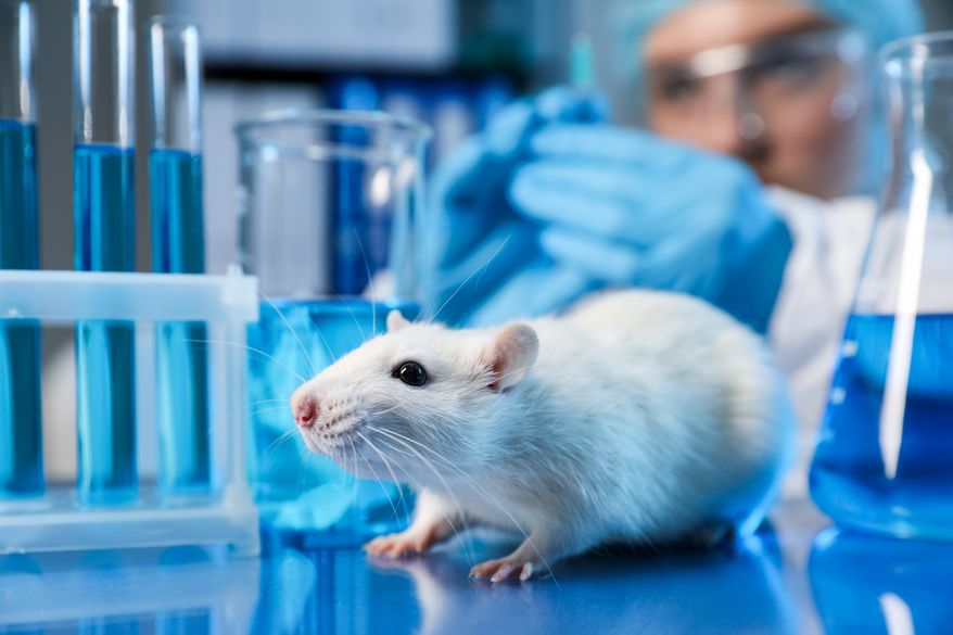 A scientist working with a rat at a table in a laboratory. File photo credit: New Africa via Shutterstock.
