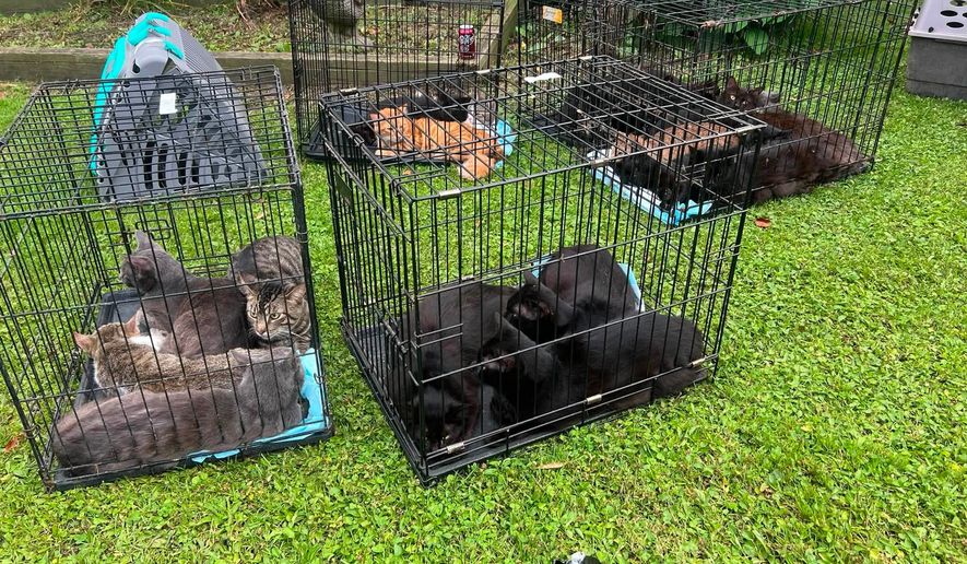 Over 100 cats were rescued on Aug. 26, 2026, in Northern Cambria, Pennsylvania. (Credit: Hope Fire Company of Northern Cambria)