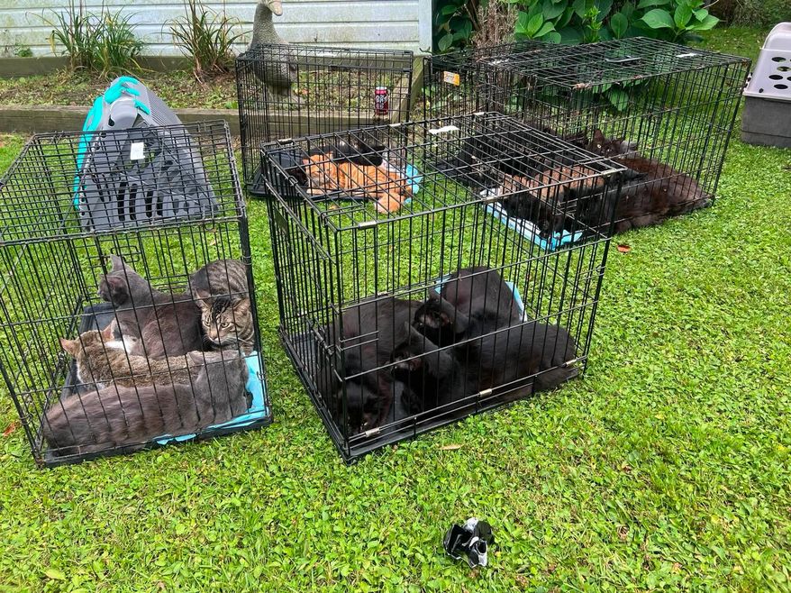 Over 100 cats were rescued on Aug. 26, 2026, in Northern Cambria, Pennsylvania. (Credit: Hope Fire Company of Northern Cambria)