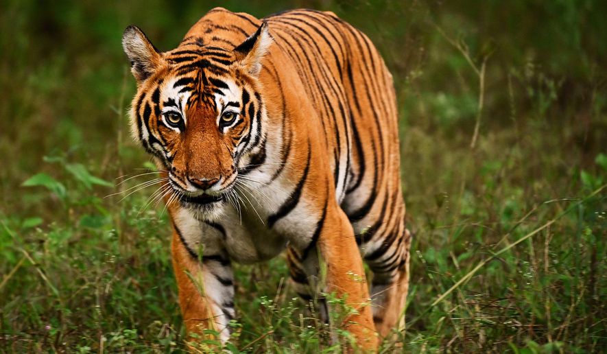 Adult female tiger (Panthera tigris) on the prowl at Kabini Tiger Reserve (Nagarahole), Karnataka, India. File photo credit: AjayTvm via Shutterstock.
