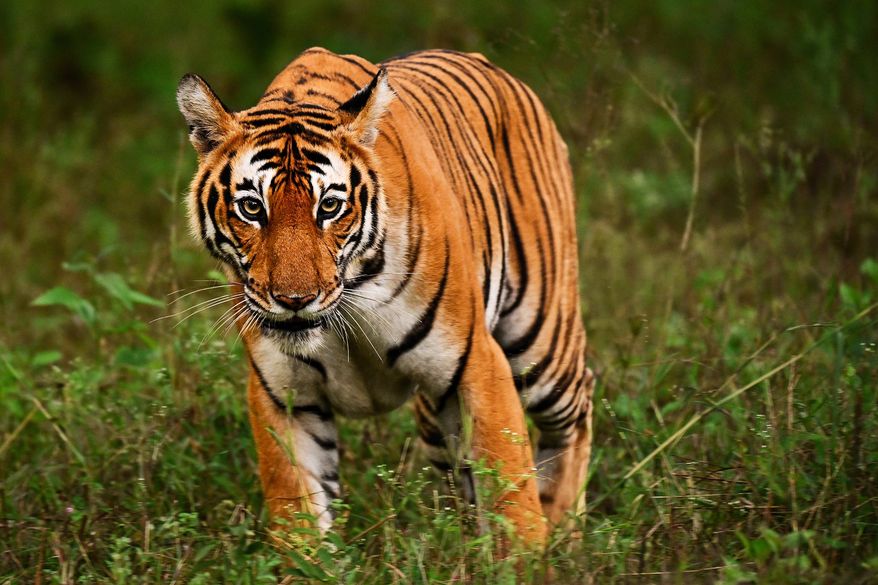 Adult female tiger (Panthera tigris) on the prowl at Kabini Tiger Reserve (Nagarahole), Karnataka, India. File photo credit: AjayTvm via Shutterstock.