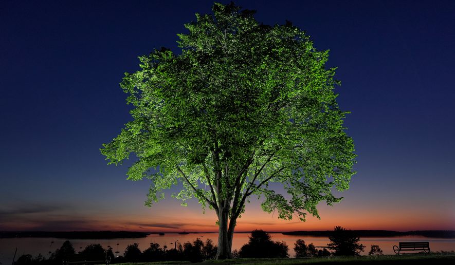 An American elm tree stands on the Eastern Promenade overlooking Casco Bay at dawn in Portland, Maine., June 4, 2026. (AP Photo/Robert F. Bukaty)