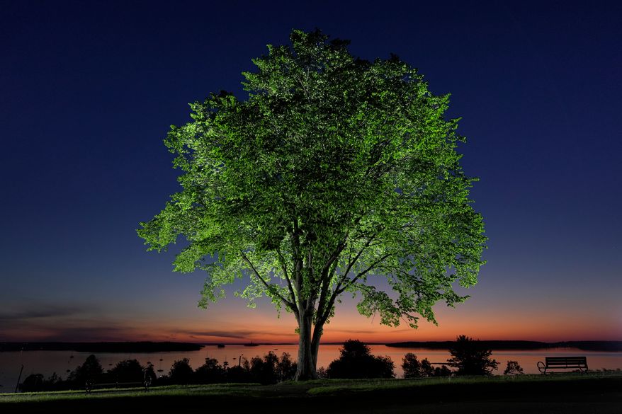 An American elm tree stands on the Eastern Promenade overlooking Casco Bay at dawn in Portland, Maine., June 4, 2026. (AP Photo/Robert F. Bukaty)