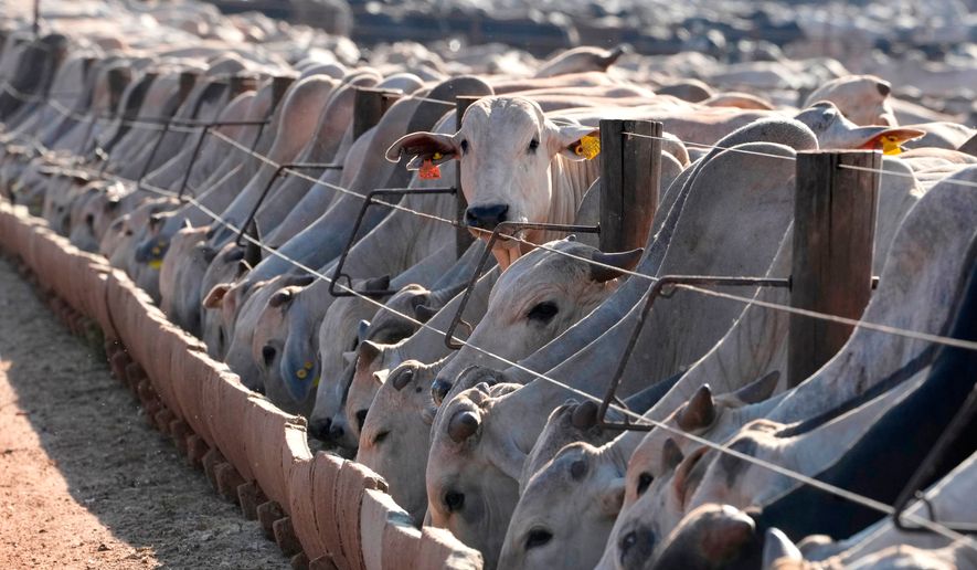 FILE - Cattle eat at a feedlot operated by the Otavio Lage group in Goianesia, Goias state, Brazil, June 13, 2025. (AP Photo/Eraldo Peres, File)