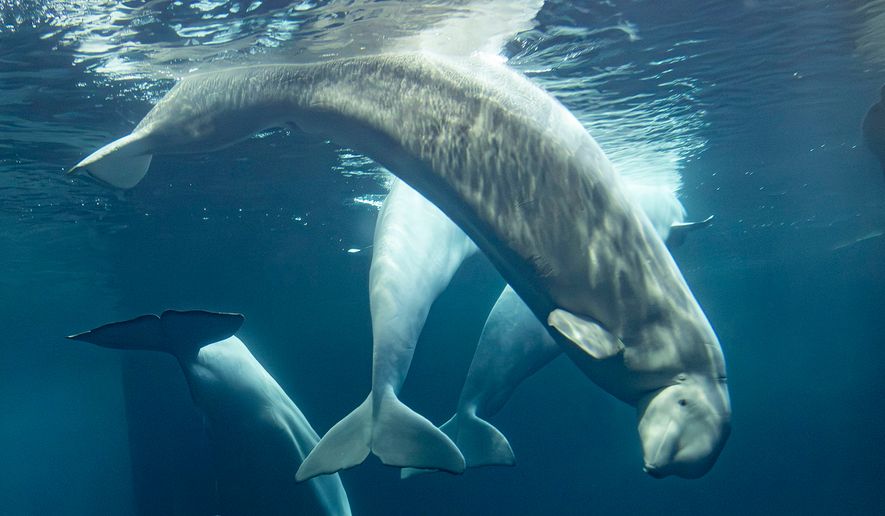 This photo provided by the Shedd Aquarium shows a beluga whale named Rain swimming on Tuesday, Sept. 1, 2026, at the aquarium in Chicago. (Heidi Zeiger/Shedd Aquarium via AP)