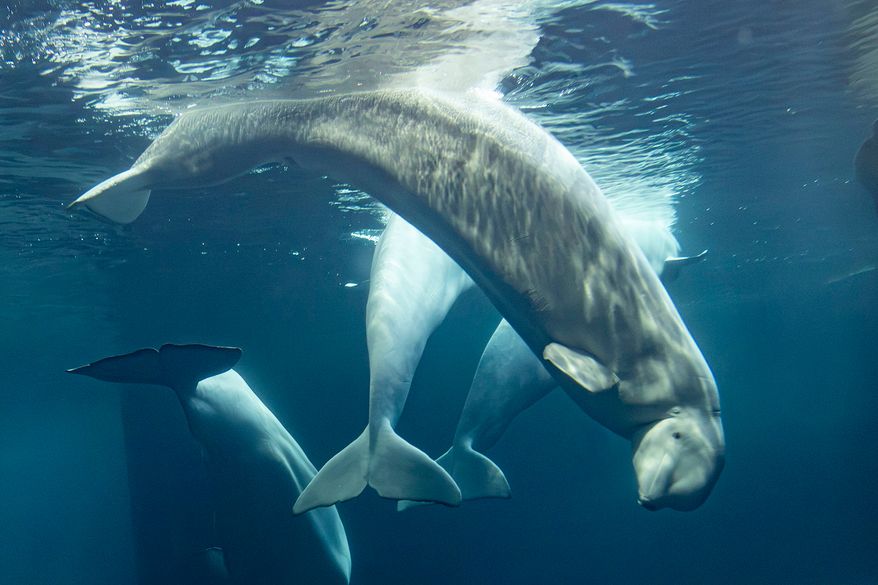 This photo provided by the Shedd Aquarium shows a beluga whale named Rain swimming on Tuesday, Sept. 1, 2026, at the aquarium in Chicago. (Heidi Zeiger/Shedd Aquarium via AP)