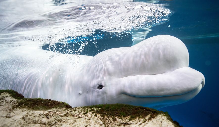 This photo provided by the Shedd Aquarium shows a beluga whale named Beethoven swimming on May 1, 2023, at the aquarium in Chicago. (Heidi Zeiger/Shedd Aquarium via AP) ** FILE **