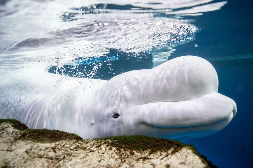 This photo provided by the Shedd Aquarium shows a beluga whale named Beethoven swimming on May 1, 2023, at the aquarium in Chicago. (Heidi Zeiger/Shedd Aquarium via AP) ** FILE **