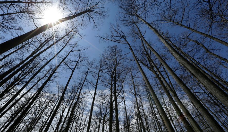FILE - Cypress trees grow in Heron Pond in the Shawnee National Forest near Belknap, Ill., April 9, 2013. (AP Photo/Seth Perlman, File)