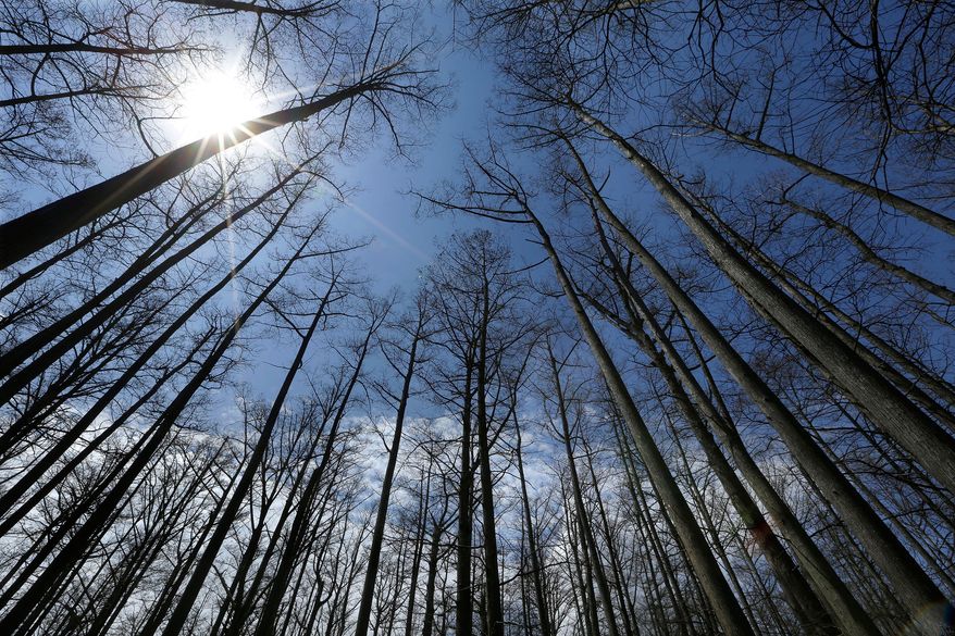 FILE - Cypress trees grow in Heron Pond in the Shawnee National Forest near Belknap, Ill., April 9, 2013. (AP Photo/Seth Perlman, File)