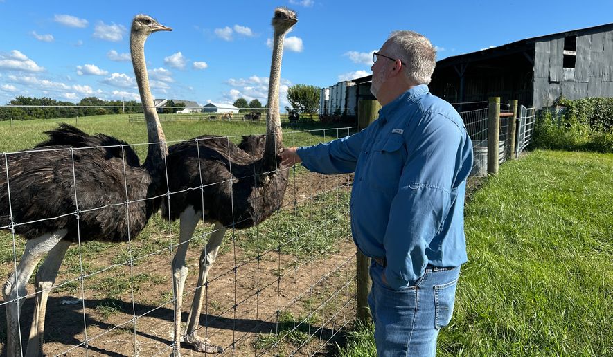 In this photo taken with a smartphone, Brent Williams, who suffers from the tick bite allergy known as alpha gal syndrome, pets an ostrich at Alpha Roost Farms in Danville, Ky., on Tuesday, Aug. 18, 2026. (AP Photo/Dylan Lovan)