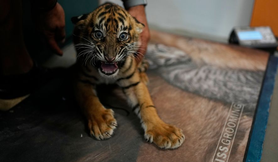 A two-month-old Sumatran tiger cub is weighed before its first vaccination and microchipping at Attica Zoological Park near Athens, Greece, on Tuesday, Sept. 8, 2026, part of an effort to build a backup population of the critically endangered species. (AP Photo/Thanassis Stavrakis)