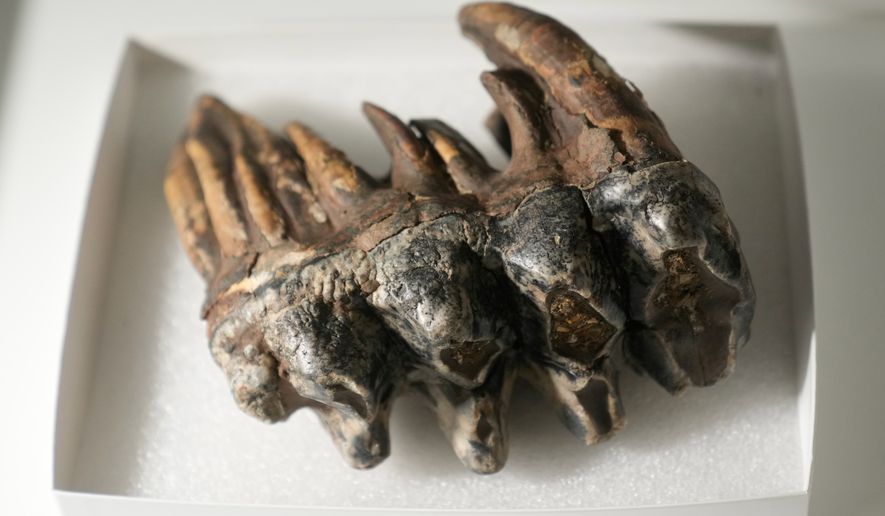 A fossilized tooth of a Pacific mastodon, left, is displayed during an interview in the Stanford Doerr School of Sustainability, Tuesday, Sept. 15, 2026, in Palo Alto, Calif. (AP Photo/Jeff Chiu)