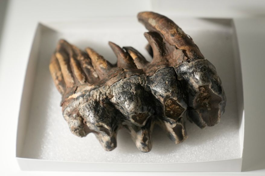 A fossilized tooth of a Pacific mastodon, left, is displayed during an interview in the Stanford Doerr School of Sustainability, Tuesday, Sept. 15, 2026, in Palo Alto, Calif. (AP Photo/Jeff Chiu)