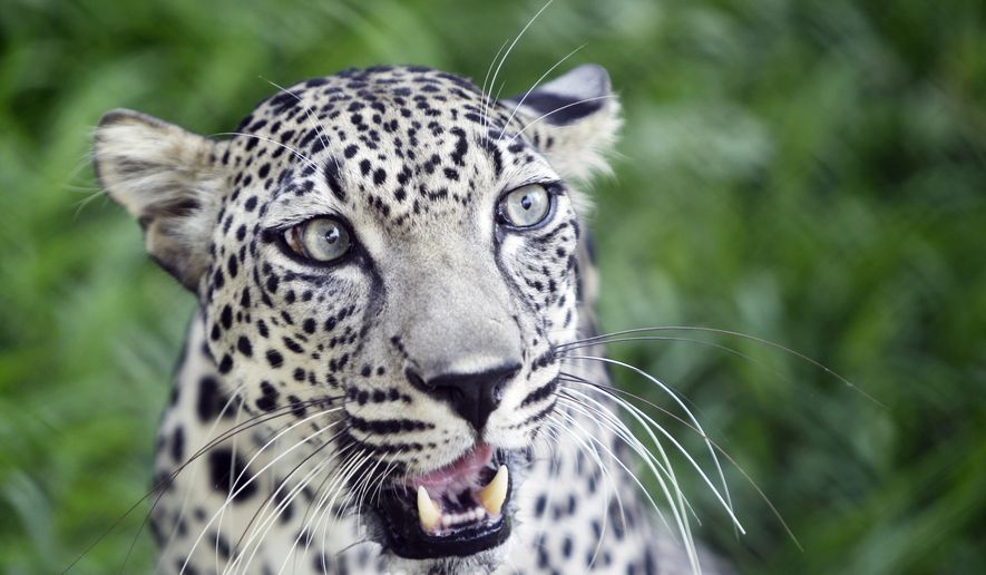 In this Tuesday, July 30, 2013, photo, a 4-year-old Arabian leopard called "Spoti" sits in front of the camera at the Breeding Center for the Arabian Wildlife in Sharjah, United Arab Emirates. (AP Photo/Kamran Jebreili) **FILE**