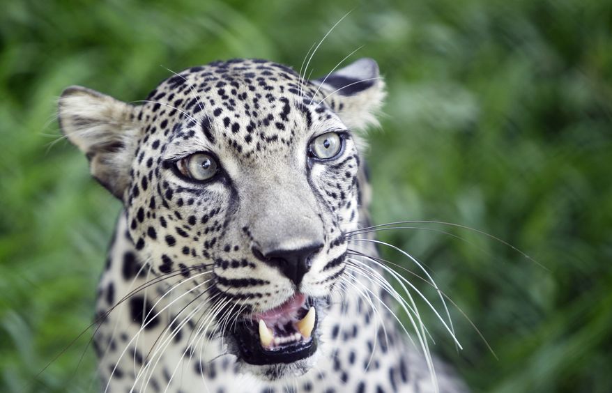 In this Tuesday, July 30, 2013, photo, a 4-year-old Arabian leopard called "Spoti" sits in front of the camera at the Breeding Center for the Arabian Wildlife in Sharjah, United Arab Emirates. (AP Photo/Kamran Jebreili) **FILE**
