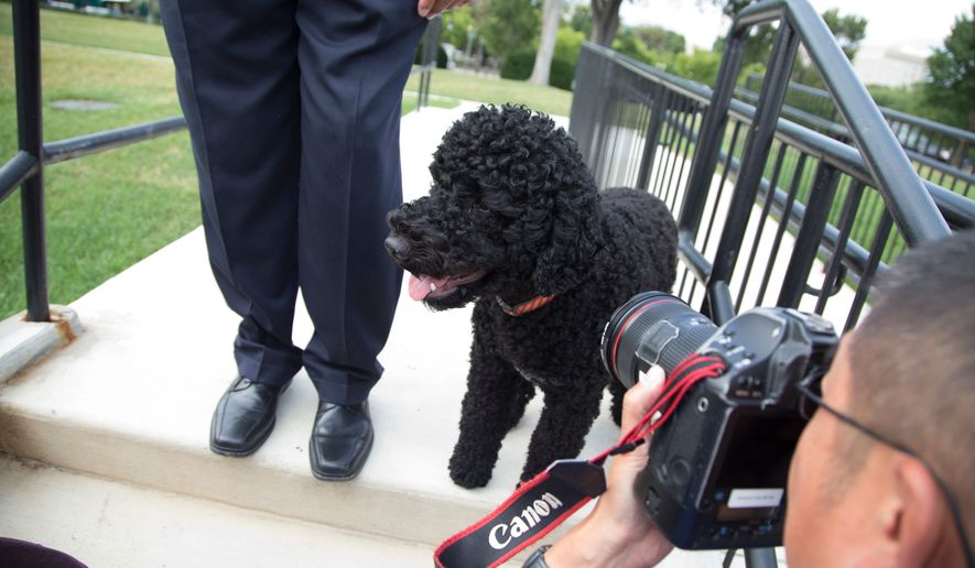 Sunny, President Barack Obama's newest dog, takes a walk at the White House in Washington on Sept. 9, 2013. (AP Photo/ Evan Vucci) **FILE**