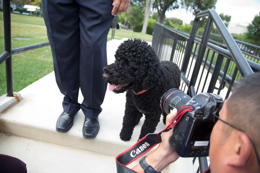 Sunny, President Barack Obama's newest dog, takes a walk at the White House in Washington on Sept. 9, 2013. (AP Photo/ Evan Vucci) **FILE**