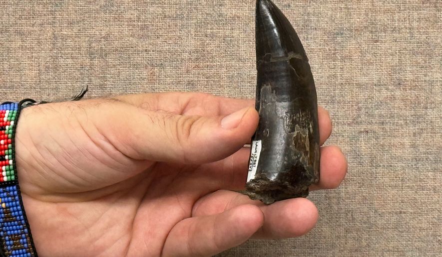This 2026 photo provided by UCLA shows scientist Robert Eagle holding a Tyrannosaurus rex tooth that was used to measure the dinosaur’s body temperature. (UCLA via AP)