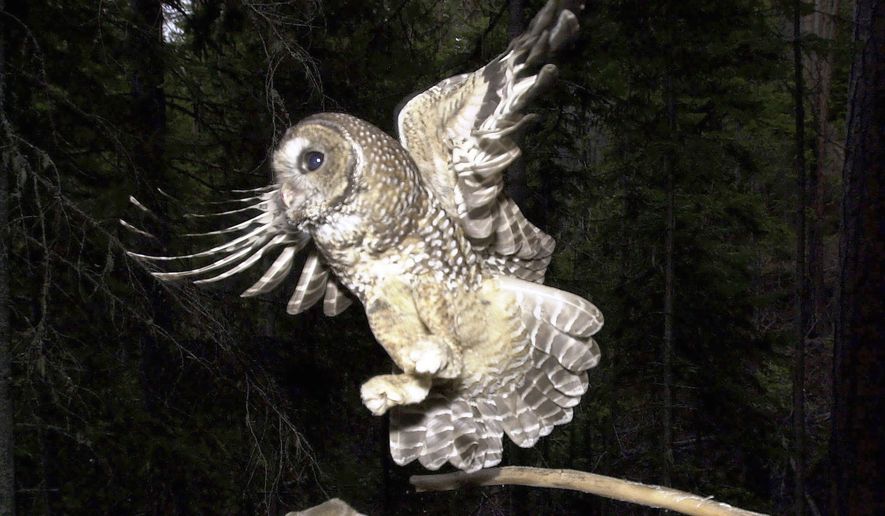 A northern spotted owl flies after a mouse jumping off the end of a stick in the Deschutes National Forest near Camp Sherman, Ore., May 8, 2003. (AP Photo/Don Ryan, File)