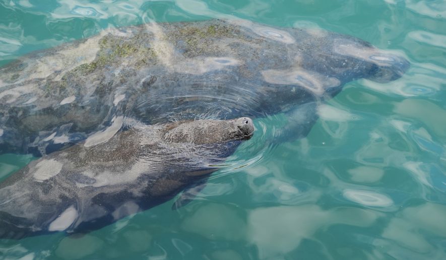 A baby manatee swimming beside its mother comes to the surface to breathe at Manatee Lagoon, in Riviera Beach, Fla., Jan. 10, 2025. (AP Photo/Rebecca Blackwell, File)