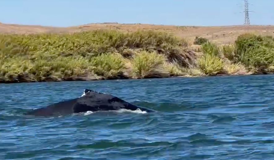 This image taken from video shows a humpback whale swimming in the Sacramento River on Sept. 16, 2026, near Rio Vista, Calif. (Denny Glover via AP)