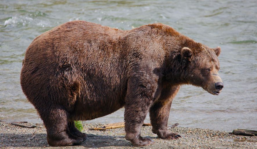 FILE - This image provided by the National Park Service shows bear 32 Chunk at Katmai National Park in Alaska on Sept. 19, 2024. (E. Johnston/National Park Service via AP, File)