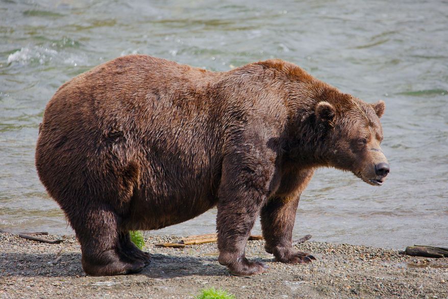 FILE - This image provided by the National Park Service shows bear 32 Chunk at Katmai National Park in Alaska on Sept. 19, 2024. (E. Johnston/National Park Service via AP, File)