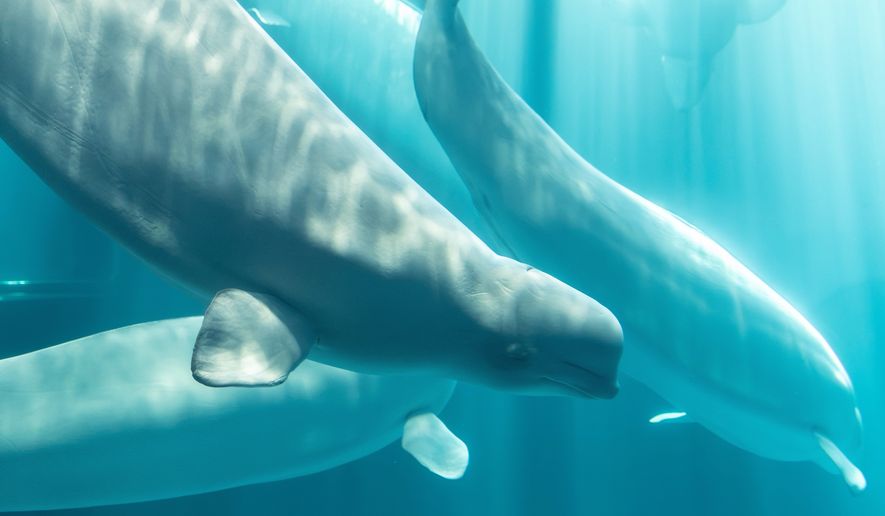 This photo, provided by Shedd Aquarium, shows a beluga whale named Osiris at Shedd Aquarium in Chicago, Aug. 20, 2026. (Rachel Mittelstaedt/Shedd Aquarium via AP) ** FILE **