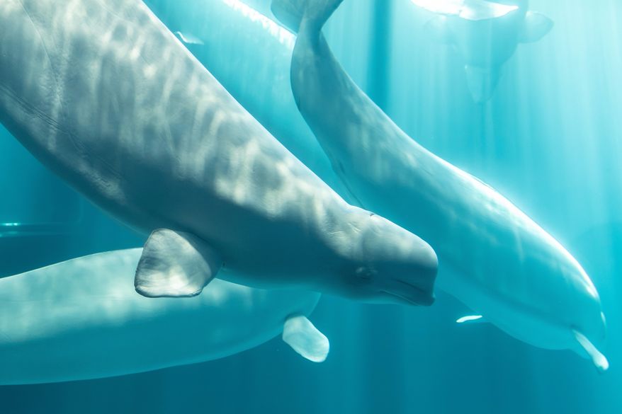 This photo, provided by Shedd Aquarium, shows a beluga whale named Osiris at Shedd Aquarium in Chicago, Aug. 20, 2026. (Rachel Mittelstaedt/Shedd Aquarium via AP) ** FILE **