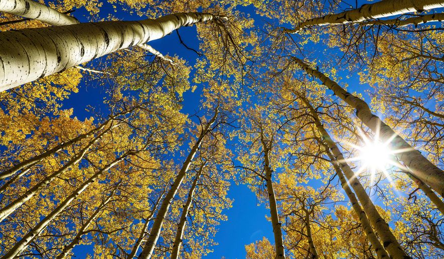 FILE - The sun shines on golden aspens, Sept. 22, 2021, on the first day of fall, in Eagle County, Colo. (Chris Dillmann/Vail Daily via AP, File)