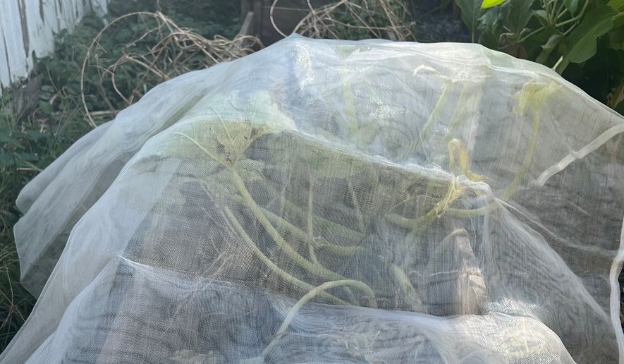 A floating row cover is draped over squash plants in Glenwood Landing, N.Y. on Sept. 15, 2026, (Jessica Damiano via AP)
