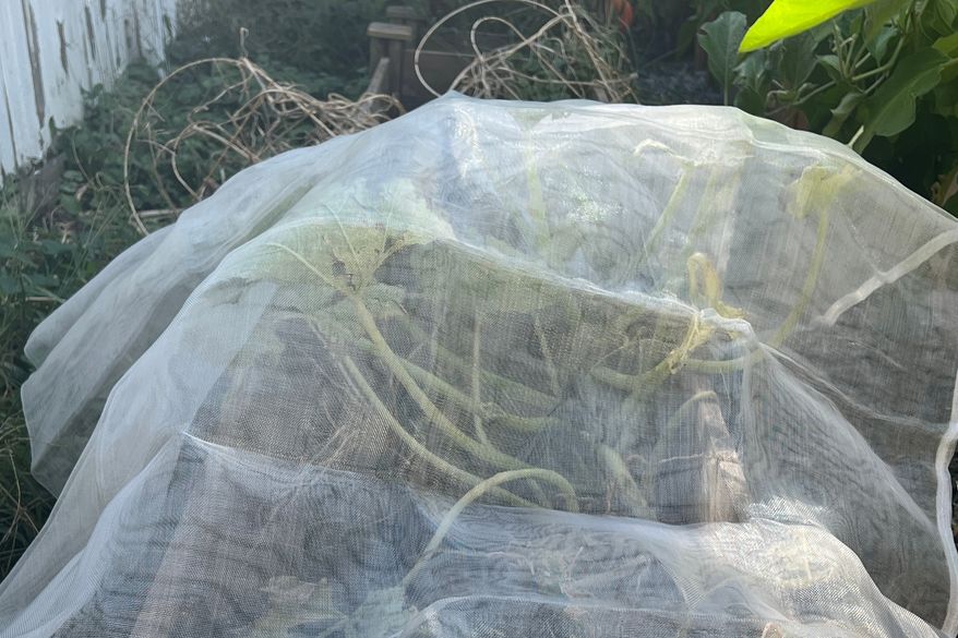 A floating row cover is draped over squash plants in Glenwood Landing, N.Y. on Sept. 15, 2026, (Jessica Damiano via AP)