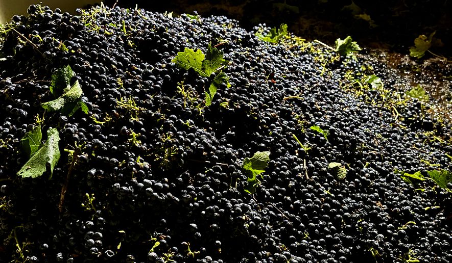 Freshly harvested grapes are piled in a storage container at Berryhill Family Vineyards in Clements, Calif., Sept. 10, 2026. (AP Photo/Terry Chea)
