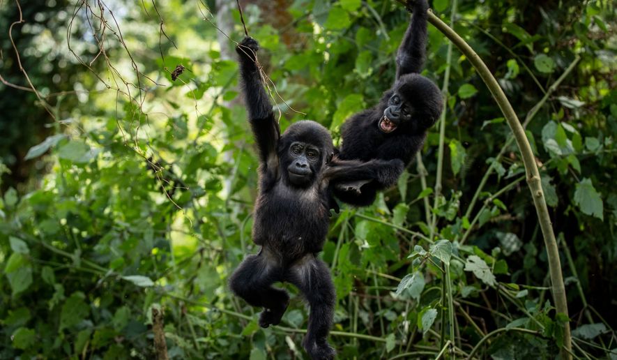 FILE - Two one-year old baby mountain gorillas swing from branches as they play together in the forest of Bwindi Impenetrable National Park in southwestern Uganda Saturday, April 3, 2021. (AP Photo, File)
