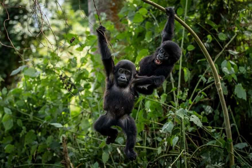 FILE - Two one-year old baby mountain gorillas swing from branches as they play together in the forest of Bwindi Impenetrable National Park in southwestern Uganda Saturday, April 3, 2021. (AP Photo, File)