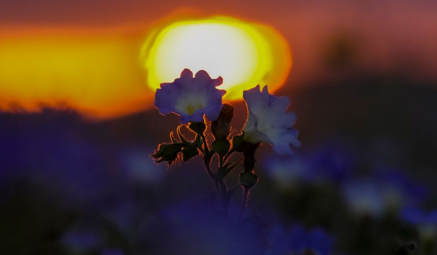 The sun sets behind flowers in a carpet of blooms covering the Atacama Desert after rains near Copiapó, Chile, Thursday, Sept. 24, 2026. (AP Photo/Esteban Felix)