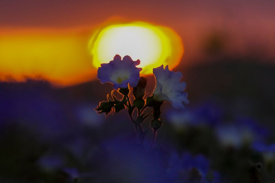 The sun sets behind flowers in a carpet of blooms covering the Atacama Desert after rains near Copiapó, Chile, Thursday, Sept. 24, 2026. (AP Photo/Esteban Felix)