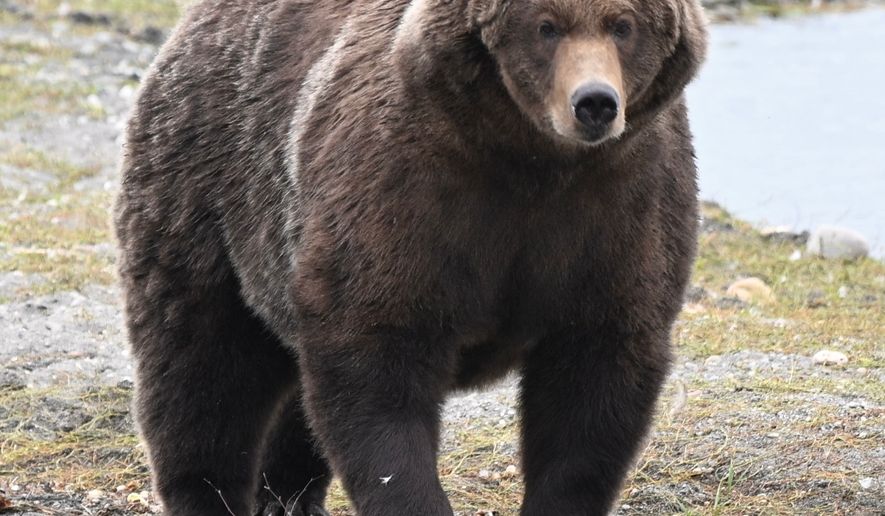 This Sept. 9, 2026 photo provided by the National Park Service shows Bear 910 standing along the Brooks River in Katmai National Park and Preserve in Alaska. (C. Loberg/National Park Service via AP)