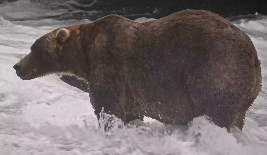 This image from video provided by explore.org shows a brown bear known as "Backpack," officially named Bear 89, wading through Brooks River on Sept. 8, 2026, in the Katmai National Park and Preserve in Alaska. (explore.org via AP)