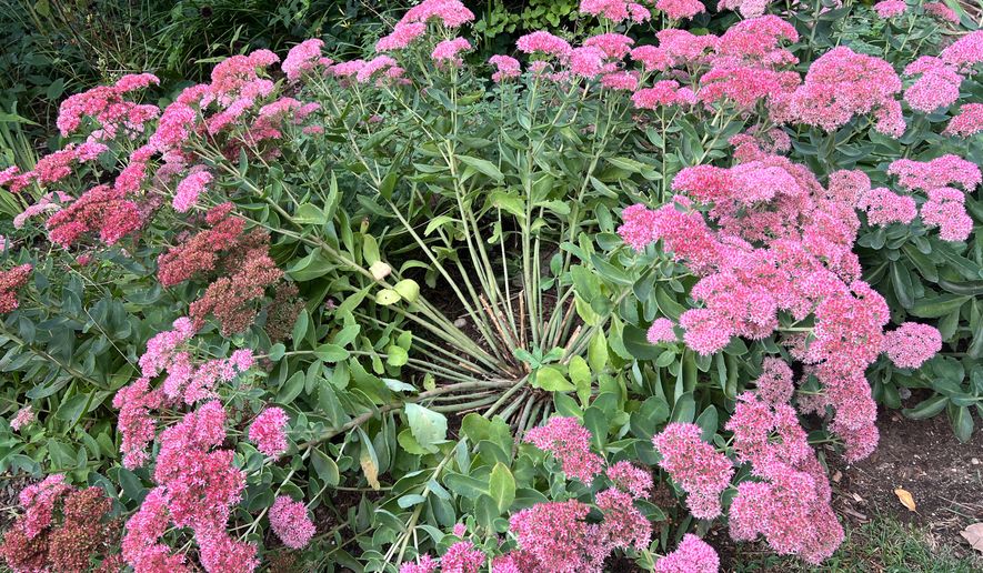An overgrown sedum with a hole in its center, a telltale sign that a plant is in need of division, appears on Long Island, N. Y., on Sept. 22, 2026, (Jessica Damiano via AP)