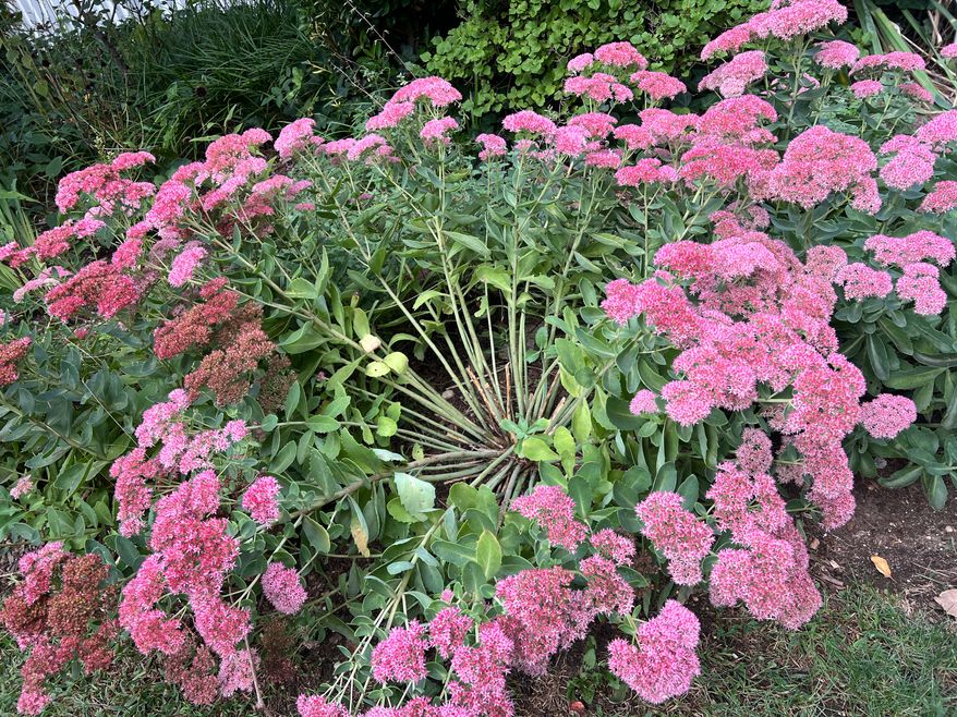 An overgrown sedum with a hole in its center, a telltale sign that a plant is in need of division, appears on Long Island, N. Y., on Sept. 22, 2026, (Jessica Damiano via AP)